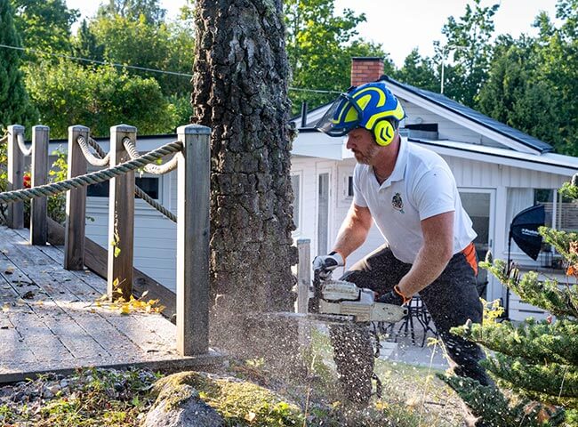 Ola Egefalk Trädfällning Tranås Mjölby Vadstena Motala